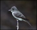 _6SB1419 flycatcher